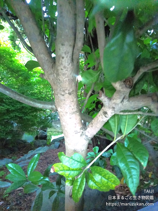 クチナシ