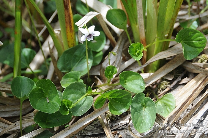 ミヤマツボスミレ