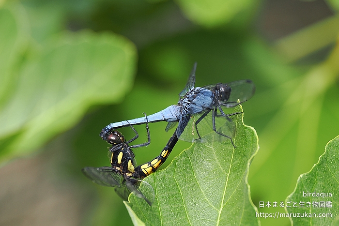 オオシオカラトンボ