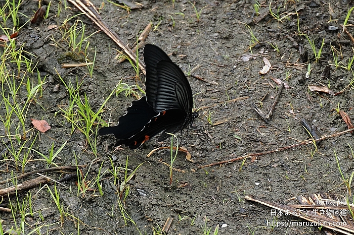 クロアゲハ