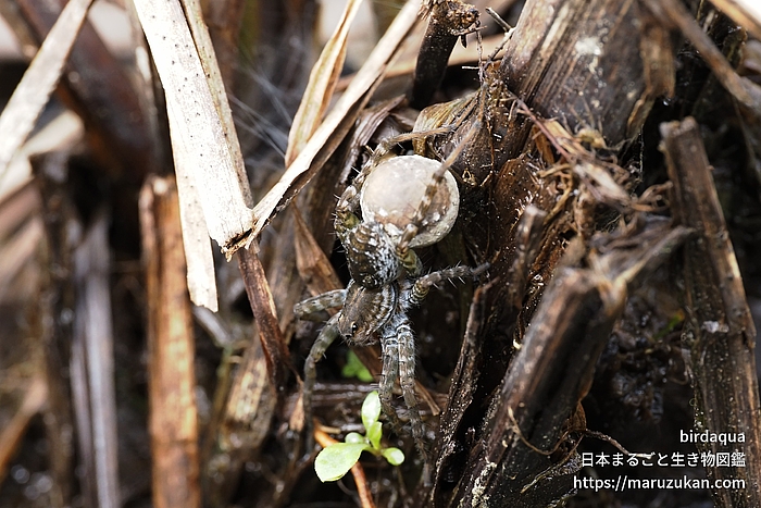 キクヅキコモリグモ