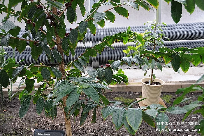 アラビカコーヒーノキの写真