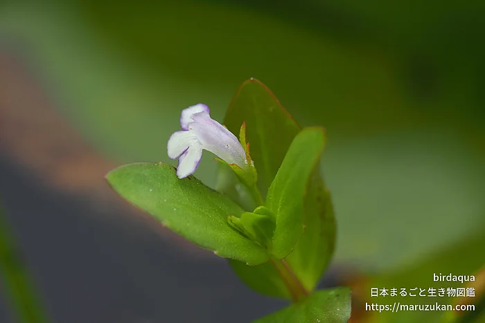 タケトアゼナ（花）の写真