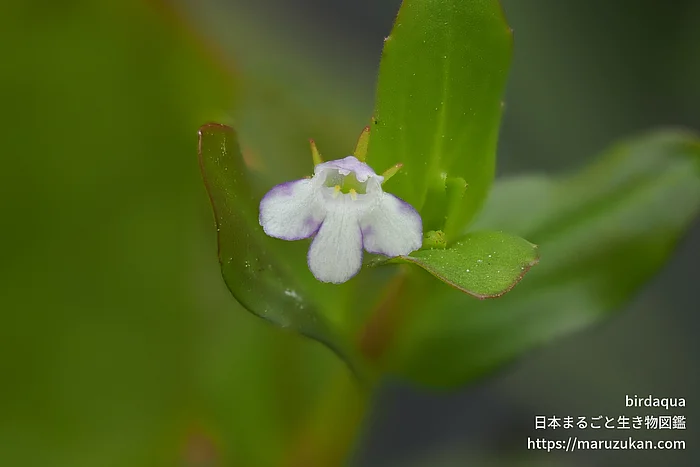 タケトアゼナ（花）の写真