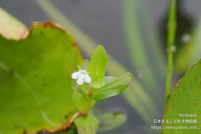 タケトアゼナ（花）の写真