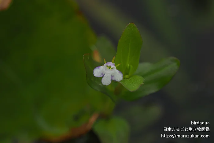 タケトアゼナ（花）の写真