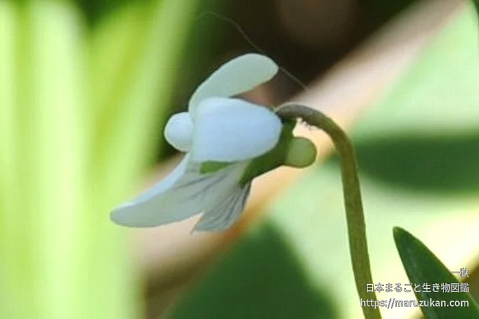 チシマウスバスミレ（花）の写真