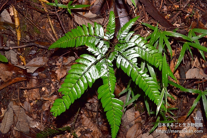 オニカナワラビ