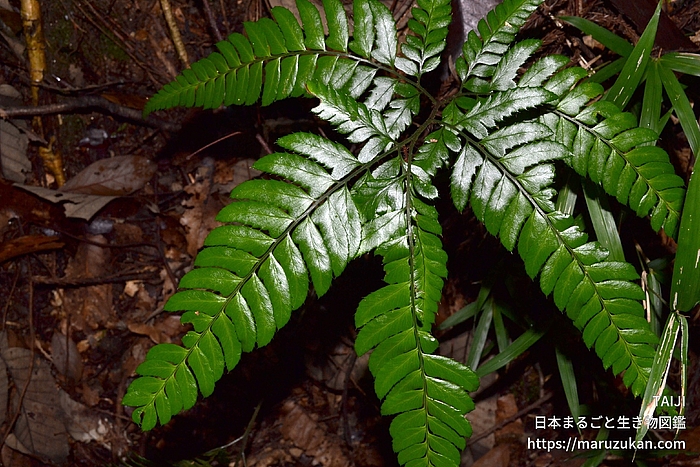 オニカナワラビ