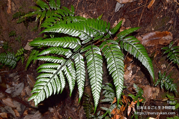 オニカナワラビ