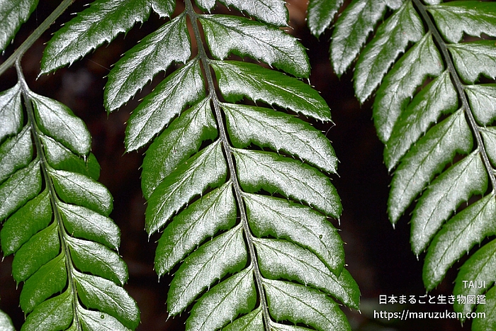 オニカナワラビ