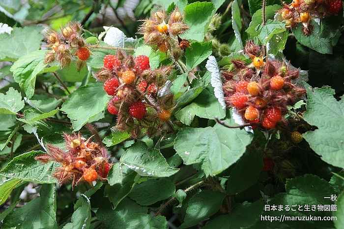 エビガライチゴ