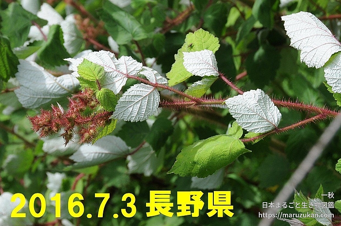 エビガライチゴ
