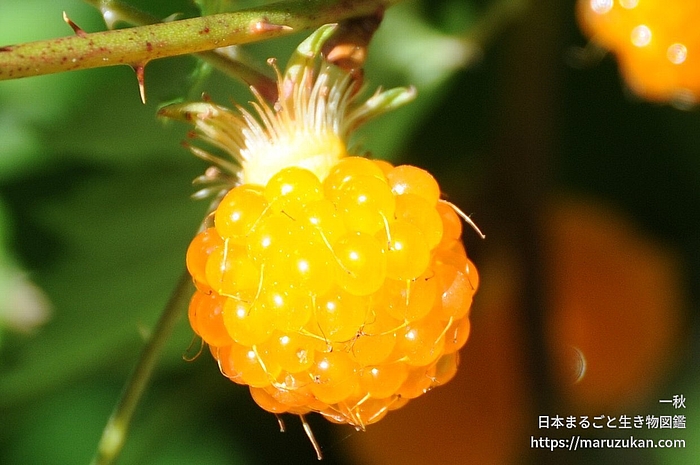 モミジイチゴ