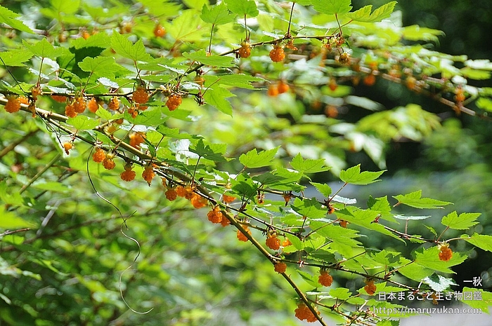 モミジイチゴ