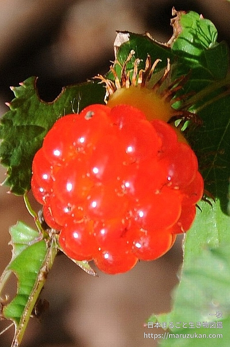 ニガイチゴ