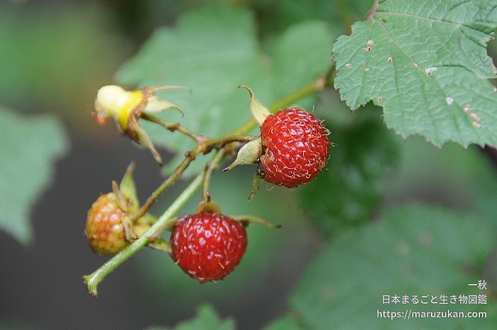 クマイチゴ