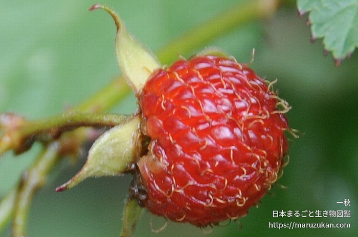 クマイチゴ
