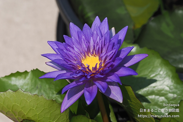 キングオブサイアム