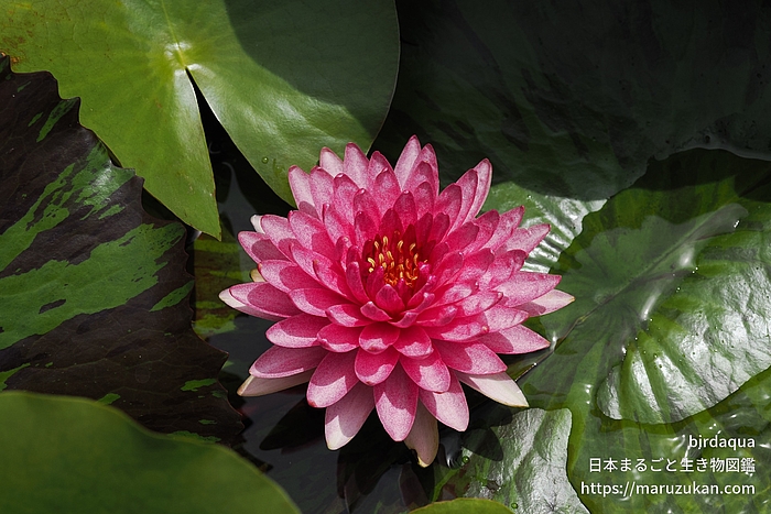 マハソムブット