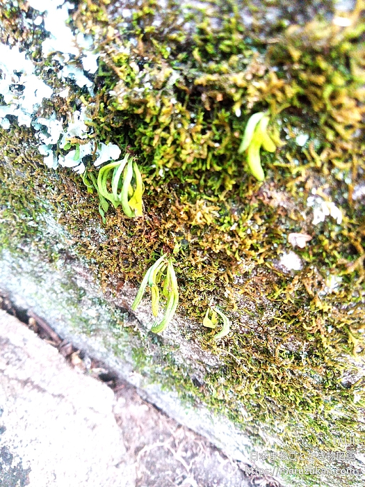 ヒメノキシノブ