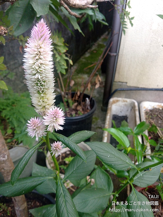 ノゲイトウ