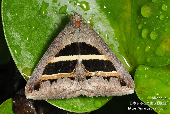 ナカグロクチバ（成虫）の写真