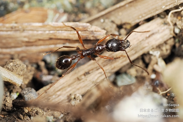 アシナガアリ