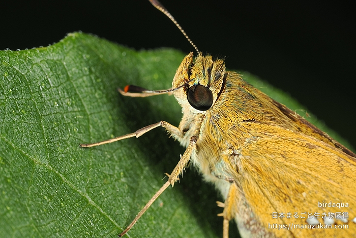 イチモンジセセリ