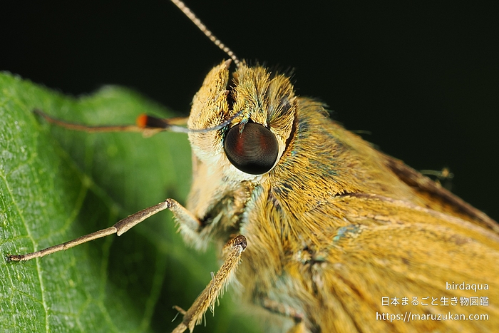 イチモンジセセリ