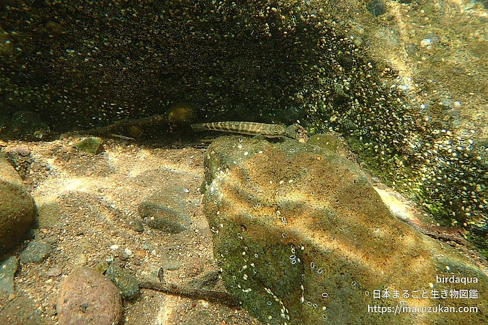 ボウズハゼ