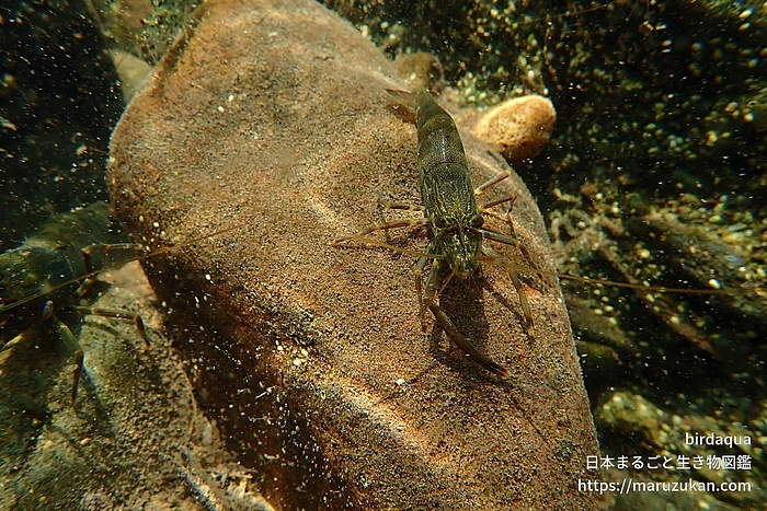 ヒラテテナガエビ