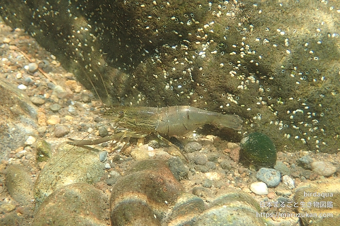 ヒラテテナガエビ