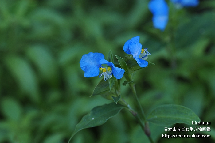 マルバツユクサ