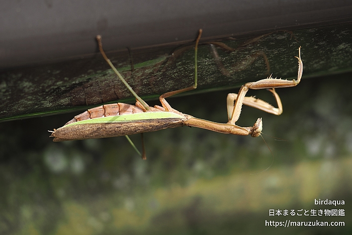 オオカマキリ