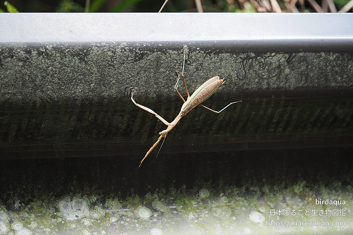 オオカマキリ