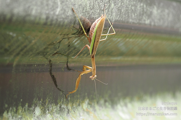 オオカマキリ
