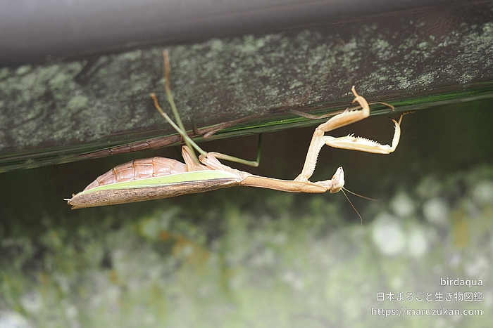 オオカマキリ