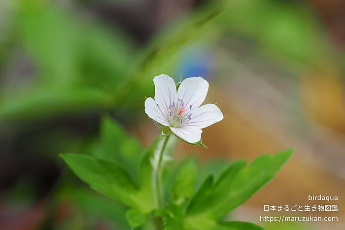 ゲンノショウコ（花）の写真