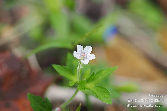 ゲンノショウコ（花）の写真