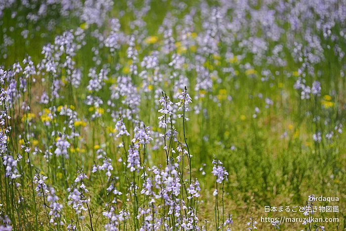 マツバウンラン（花）の写真
