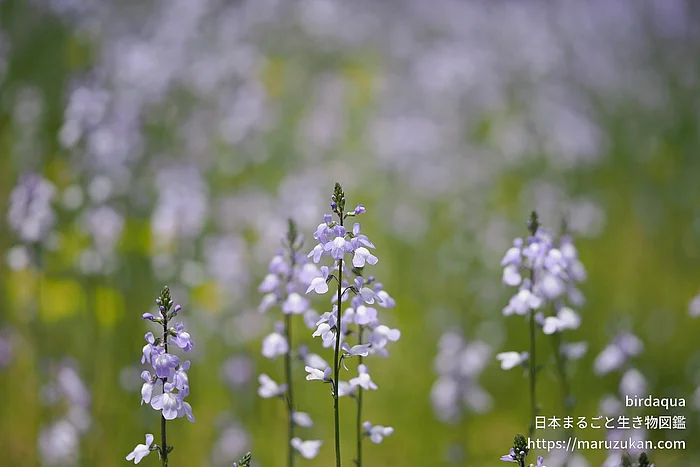 マツバウンラン（花）の写真