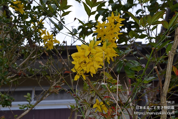 チョウセンレンギョウ