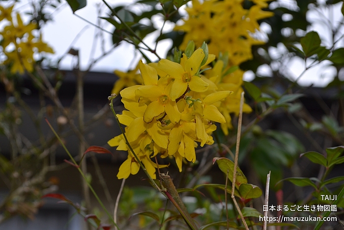 チョウセンレンギョウ
