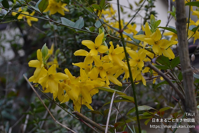 チョウセンレンギョウ
