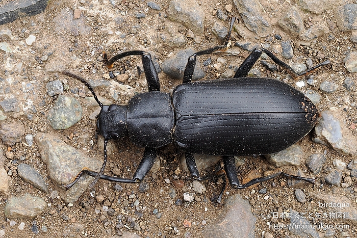 サトユミアシゴミムシダマシ