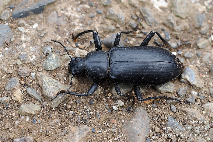 サトユミアシゴミムシダマシ