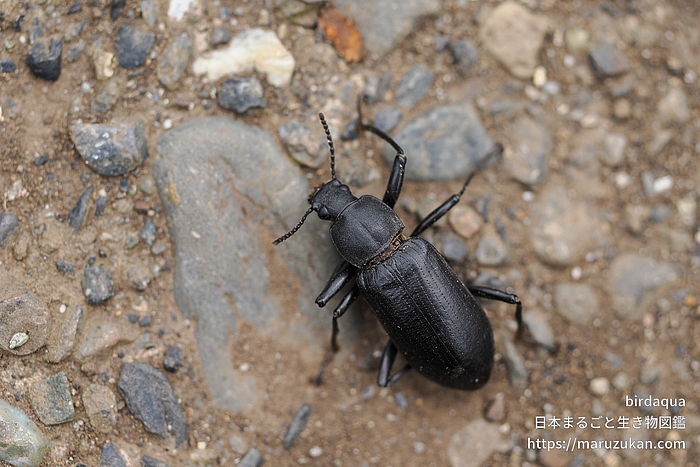 サトユミアシゴミムシダマシ