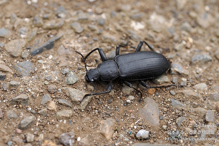 サトユミアシゴミムシダマシ