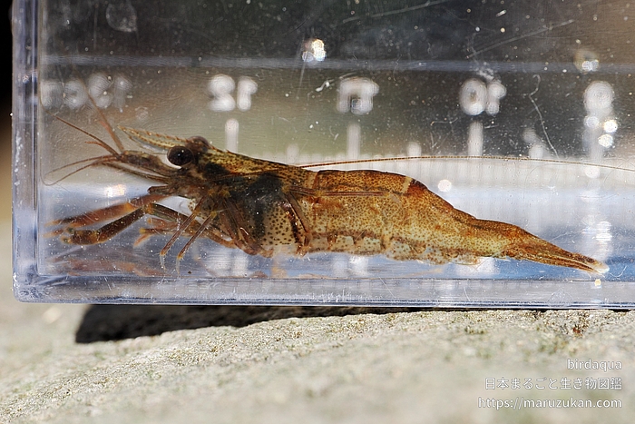 ミナミテナガエビ